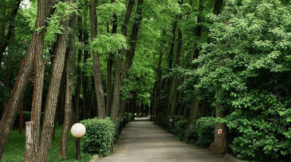Парк с деревьями