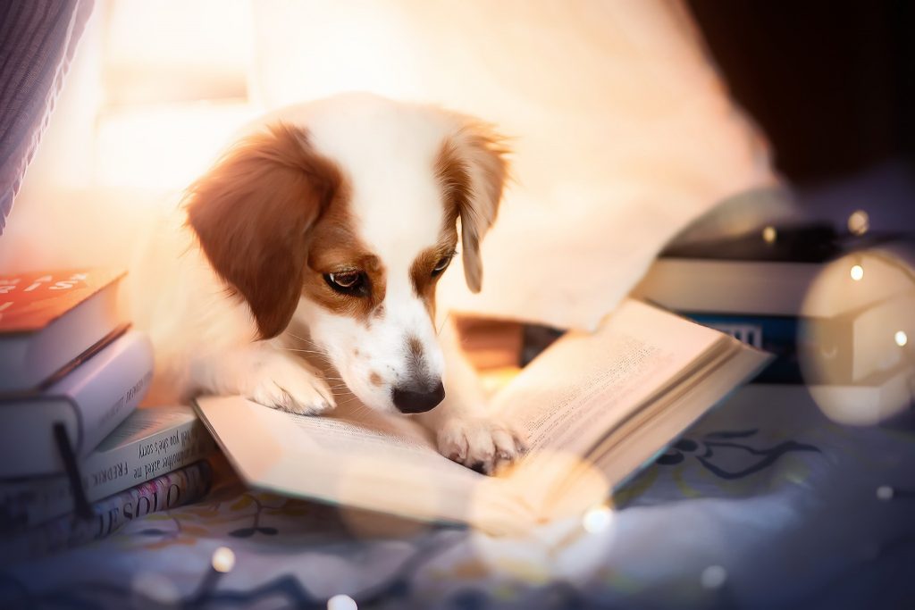 собака с книгой