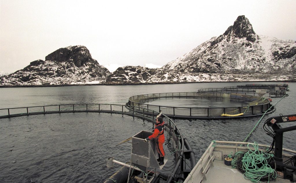 аквакультура лосося в Норвегии