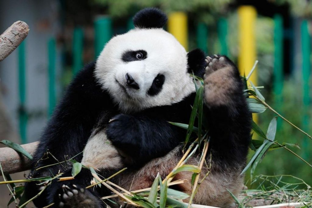 большая китайская панда
