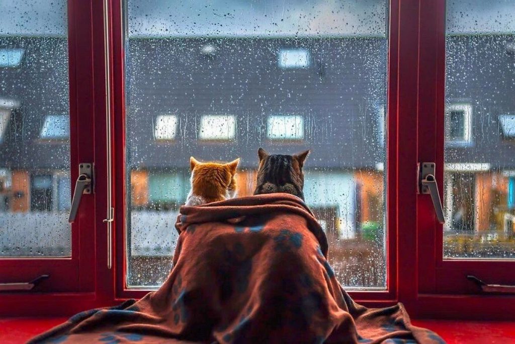 коты сидят у окна