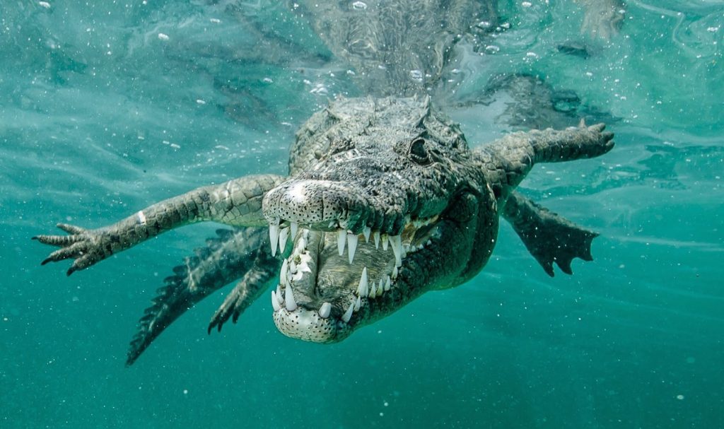 морской гребнистый крокодил