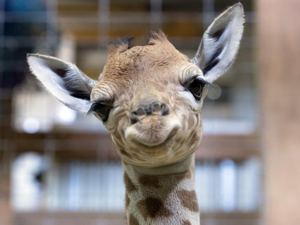 улыбающийся жираф
